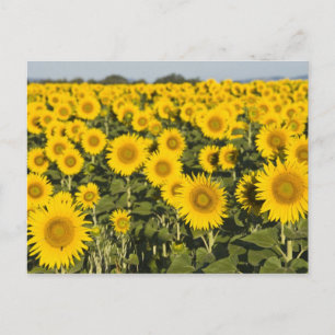 Frankrijk, Provence, Valensole. Veld van Briefkaart