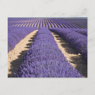 Frankrijk, Provence. Wegen lavendel in bloei. 3 Briefkaart