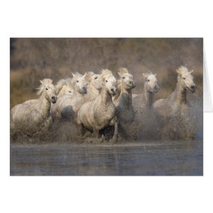 Frankrijk, Provence. Witte Camargue-paarden in gal