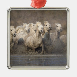 Frankrijk, Provence. Witte Camargue-paarden in gal Metalen Ornament