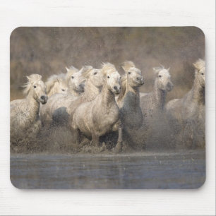 Frankrijk, Provence. Witte Camargue-paarden in gal Muismat