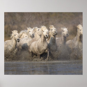 Frankrijk, Provence. Witte Camargue-paarden in gal Poster