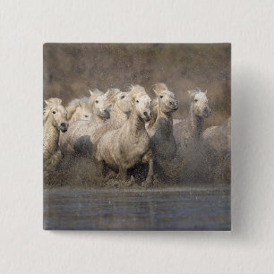 Frankrijk, Provence. Witte Camargue-paarden in gal Vierkante Button 5,1 Cm
