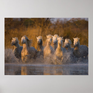 Frankrijk, Provence. Witte Camargue-paarden Poster