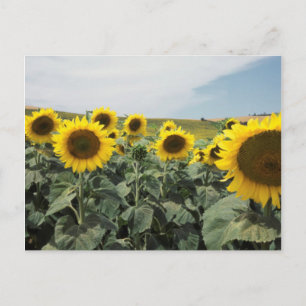 Frankrijk Provence, Zicht op zonnebloemveld Briefkaart