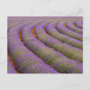 Frankrijk, regio Provence. Gebogen rijen van Briefkaart