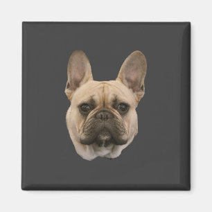 Frans Bulldog Photo Cute Face Afbeelding Magneet