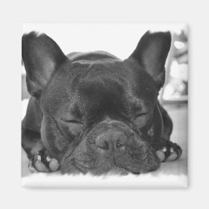 Frans Bulldog Square Magnet Magneet