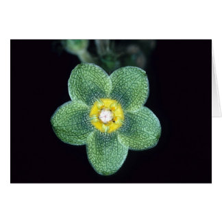 FRANS-GUIANA: Matelea gracieae