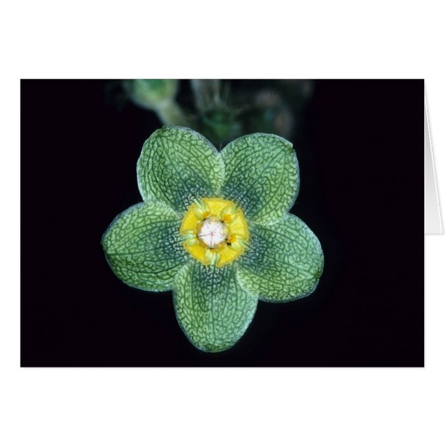 FRANS-GUIANA: Matelea gracieae (Voorkant Horizontaal)