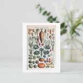  Frans Legumes et Plantes Potageres Briefkaart (Staand voorkant)