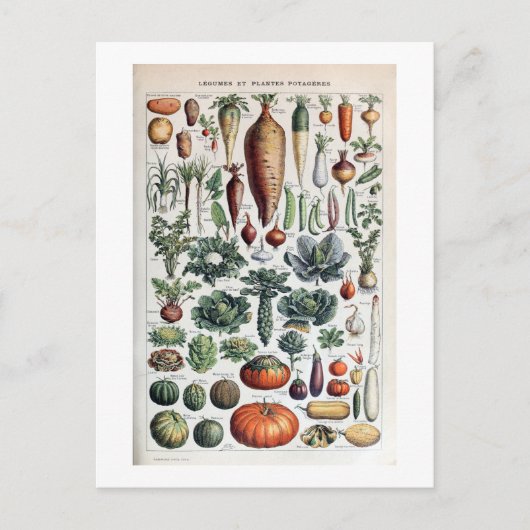  Frans Legumes et Plantes Potageres Briefkaart (Voorkant)