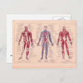 Frans schema van het menselijk lichaam Briefkaart (Voorkant / Achterkant)