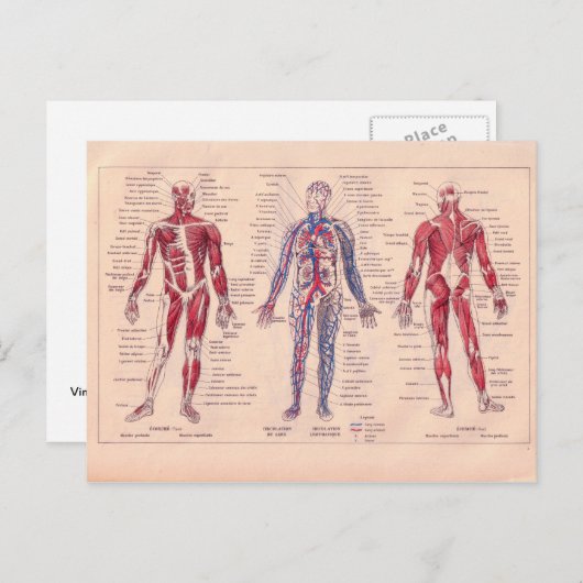 Frans schema van het menselijk lichaam Briefkaart (Voorkant / Achterkant)