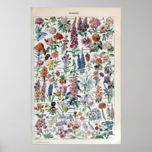 Franse Adolphe Millot Flowers Poster