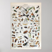 Franse Adolphe Millot Insects Poster (Voorkant)
