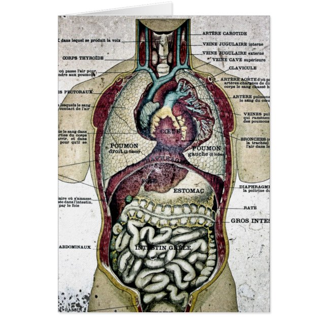  Franse anatomkaart (Voorkant)
