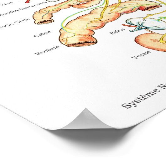 Franse ANS Subluxations Effects Chiropraktijk Char Poster (Hoek)