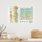 Franse ANS Subluxations Effects Chiropraktijk Char Poster (Keuken)