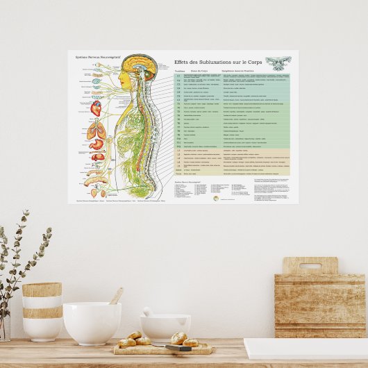 Franse ANS Subluxations Effects Chiropraktijk Char Poster (Keuken)