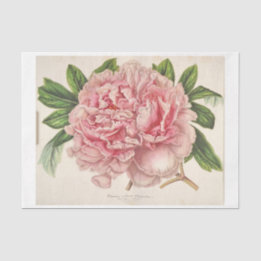 Franse Bloemenephemera Decoupage Roze pioen Tissuepapier