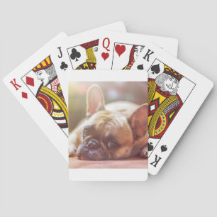Franse buldog die ligt pokerkaarten