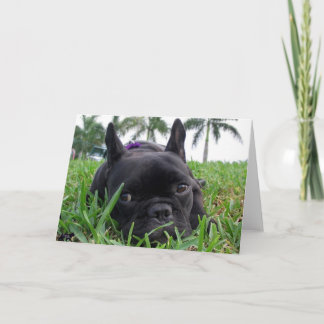 Franse Buldog in het gras Kaart