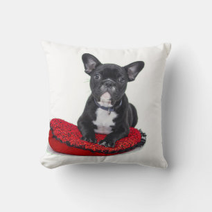 Franse buldog-on rood kussen