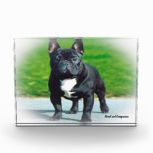 Franse Bull Dog. Fotoblokken (Voorkant)