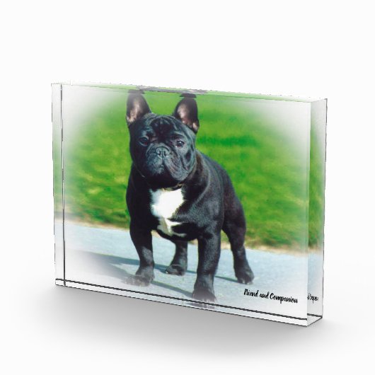 Franse Bull Dog. Fotoblokken (Rechts)