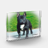 Franse Bull Dog. Fotoblokken (Links)