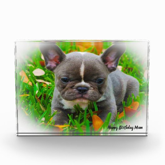 Franse Bull Dog Fotoblokken (Voorkant)