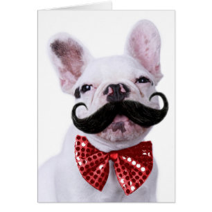 Franse bull dog puppy met snor