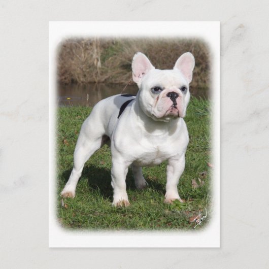 Franse Bulldog 9Y202D-134 Briefkaart (Voorkant)