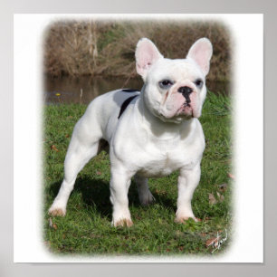 Franse Bulldog 9Y202D-134 Poster