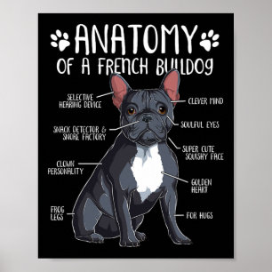 Franse Bulldog Anatomie Frenchie Hondenliefhebber  Poster