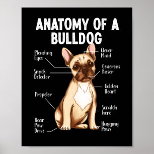 Franse Bulldog anatomie van een bulldog mama papa Poster