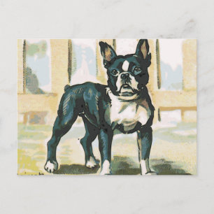 Franse Bulldog Briefkaart