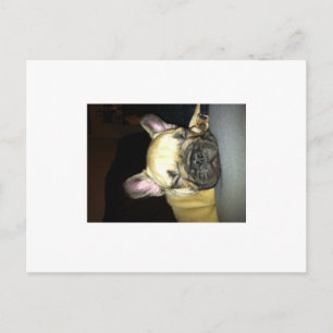 Franse bulldog briefkaart