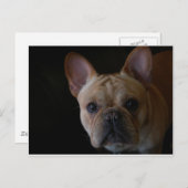 Franse Bulldog Briefkaart (Voorkant / Achterkant)