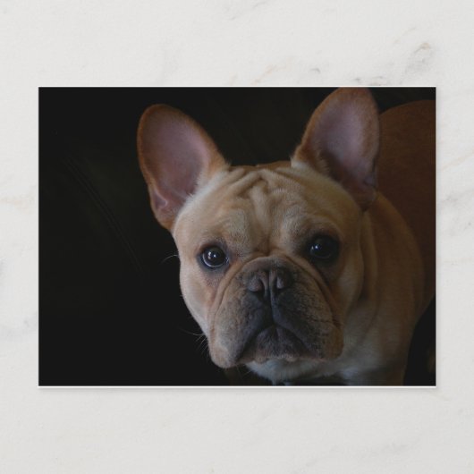 Franse Bulldog Briefkaart (Voorkant)