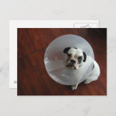 Franse Bulldog Briefkaart (Voorkant / Achterkant)