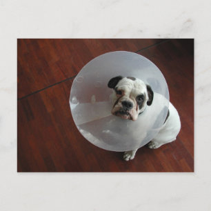 Franse Bulldog Briefkaart