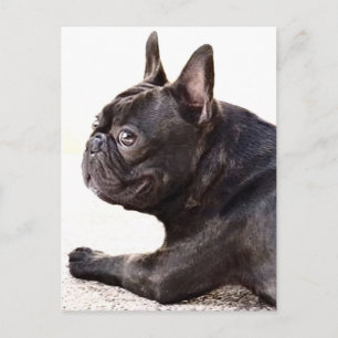Franse Bulldog Briefkaart