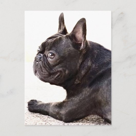 Franse Bulldog Briefkaart (Voorkant)