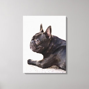 Franse Bulldog Canvas Afdruk