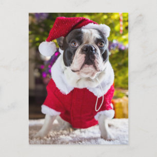 Franse Bulldog denkt aan kerst Feestdagenkaart