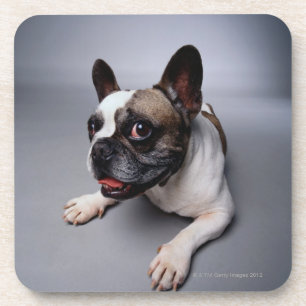 Franse Bulldog Drankjes Onderzetter