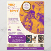 Franse Bulldog Flyer Paars (Voorkant)