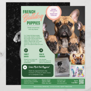 Franse Bulldog Flyer Paars 